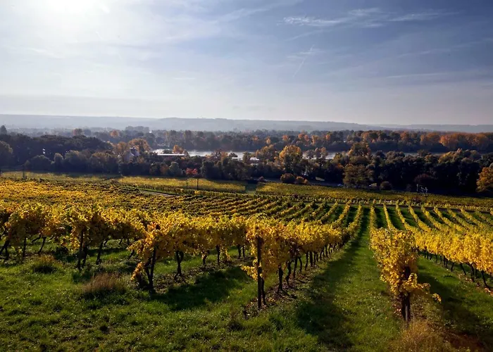 Trapp Rüdesheim am Rhein